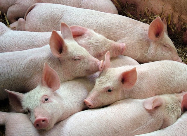 Giá lợn hơi ngày 11/5/2018 vượt ngưỡng 45.000 đ/kg