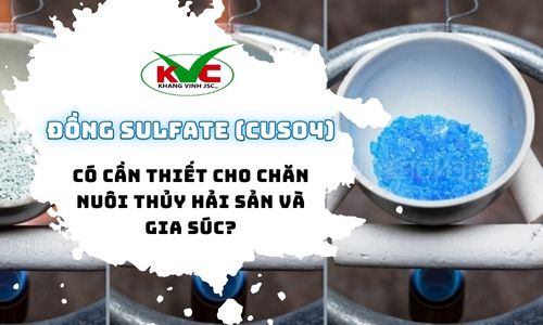 Đồng Sulfate (CuSO4) có cần thiết cho chăn nuôi thủy hải sản và gia súc? Dấu hiệu thiếu đồng ở vật nuôi